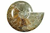 Polished Ammonite (Cleoniceras) Fossil - Madagascar #372953-1